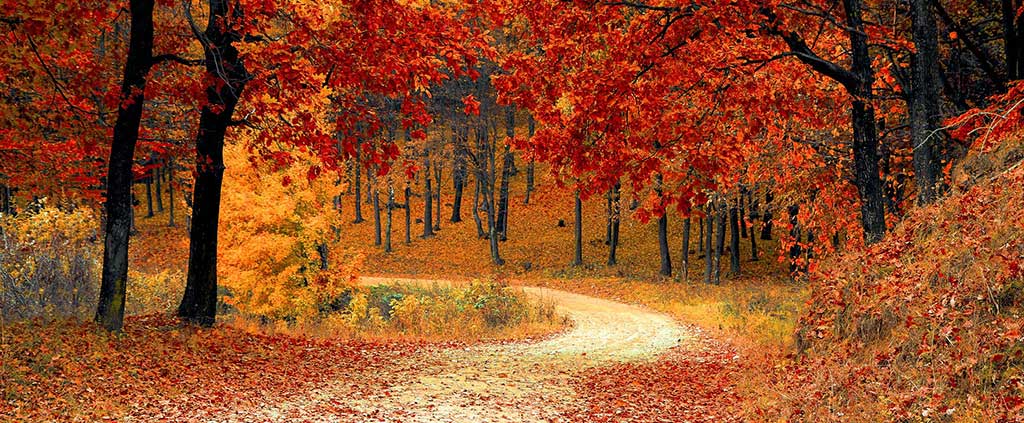 fall-autumn-red-season helpbevbeatcancer.com